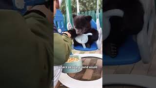 The lost little bear made the man shed tears animals rescue heartwarming bear [upl. by Wan]