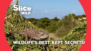 Amazing Animal Tales Surprising Secrets of Wildlife  SLICE WILD [upl. by Atteroc]