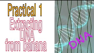 EXTRACT DNA FROM BANANA PRACTICAL DNA EXTRACTION BIOLOGY  LIFE SCIENCES PRACTICAL GRADE 12 [upl. by Goar]