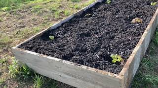 Planting Loganberries in May 2021 [upl. by Yhtak]