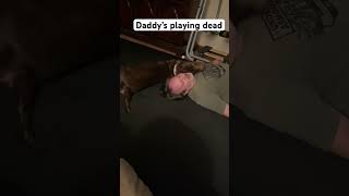 Daddy’s playing dead dogs reaction  good girl LADY dog short shortsfeed [upl. by Bej]