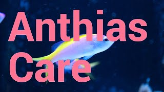 All About Anthias  Care amp Feeding in Reef Tanks [upl. by Corvese]