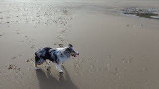 The Shetland Sheepdog A Loyal and Intelligent Companion [upl. by Oinoitna]