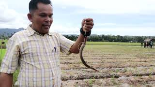 Hasilkan Padi dan Belut dari Sawah Pokok Murah  Nofinol Edi  Sungai Gayo Lumpo Pesisir Selatan [upl. by Arimak492]