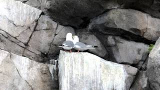 Redlegged kittiwake pair calling [upl. by Enrol582]