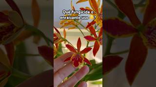 Enraizantes y fungicidas para orquídeas orquideas cultivodeorquideas [upl. by Dnomso902]