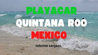 PLAYACAR HOY 16 MAYO 2024 Estado de sus Playas beach sargazo travelphotography trip playacar [upl. by Iht]