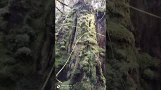 Giant Eucalyptus stump Strathblane  Measuring tasmania nature exploretasmania gianttrees [upl. by Ahsik]