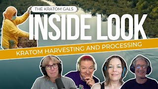 The Kratom Gals LIVE  Behind the Scenes How Kratom is Harvested and Processed 🍃 [upl. by Ban376]