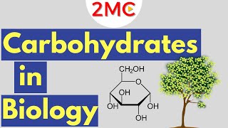 Carbohydrates  Biological Molecules Simplified 1 [upl. by Mehelhteb504]