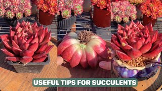 Useful Tips For Succulents  Part 76  多肉植物  다육이들  Suculentas [upl. by Tuorah]