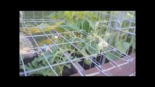 Growing Watermelon in a cage [upl. by Adnolahs]