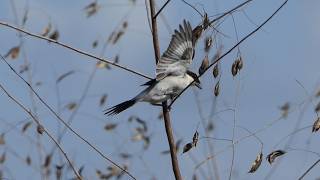 Loggerhead Shrike slips around on perch when wind blows [upl. by Myk]