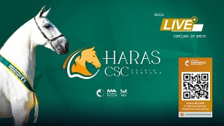 Live de Criação Haras CSC [upl. by Guthrey927]