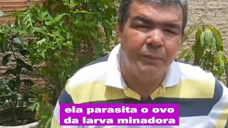 ACABE DE VEZ COM A LARVA MINADORA 3 DICAS INFALÍVEIS [upl. by Yaral63]