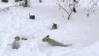 Lagotto’s Peak  Lagotto Romagnolo Dogs In Snow [upl. by Langbehn]