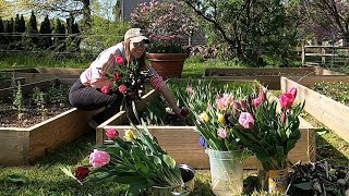 Cut Flower Bed Flip Out with Tulips and In with Gladiolus  Northlawn Flower Farm [upl. by Essy687]