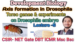 ANTERIORPOSTERIOR AXIS FORMATION IN DROSOPHILA PART3  CSIR NET DEVELOPMENTAL BIOLOGY [upl. by Ibby787]