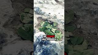 🤲Ofrenda a la ISLA BLANCA chimbote turismo exploraciones ISLABLANCA shortvideo viralvideo [upl. by Ecyob982]