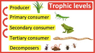 Trophic levels  Producer primary consumer secondary consumer tertiary consumer amp decomposers [upl. by Dawkins646]