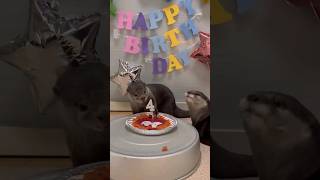 Otter Twins celebrate their 4th Birthday😍🦦🦦Cute Otter ytviral otternoise ytshorts otterlove [upl. by Race935]