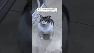 Bir de düşünüyor ya 😻 cat kediplus kedi kediaski catlover 🎥ilaydauckuner [upl. by Gilchrist]