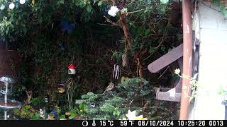 Birdbox Feeder Day 11  24hr run asmr nature short shorts wildlife [upl. by Nohcim]