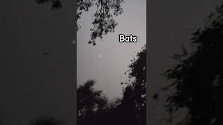 Bats flying youtubeshortsworldviralvideoshortsviralviralshortsamazingbirdsbatsbatmanshort [upl. by Kerk]