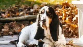 Bassett Hound Bassett Hounds and More Bassestt Hounds [upl. by Eus]