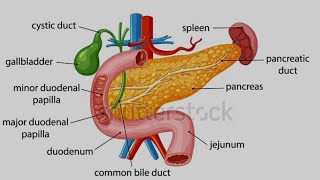 Gallbladder stoneHow to remove by gall bladder Pitt ka thaili ka stonewithout chira mare opration [upl. by Harp]