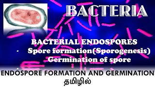 Bacterial endospore formation  Sporulation  Sporogenesis  Germination of endospore  தமிழில் [upl. by Yerot]