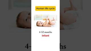 Human Life Cycle  English Vocabulary shorts short shortvideo viralvideo viralshort [upl. by Moht]