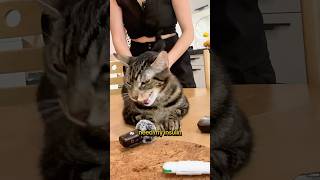 Insulin time 😻 Managing Feline Diabetes 💉🐾 felinediabetes diabetes [upl. by Astiram]