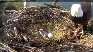 Farewell White Rock Bald Eagles 2011 [upl. by Willard]