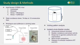 23105 Mirabegron and solifenacin are equally effective at reducing voiding dysfunction caused b [upl. by Sipple584]