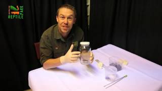 How to catch a Funnel Web spider [upl. by Yecam10]