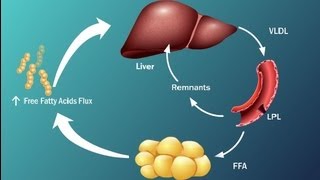 Fatty Acids and Disease in Type 2 Diabetes [upl. by Kcor513]