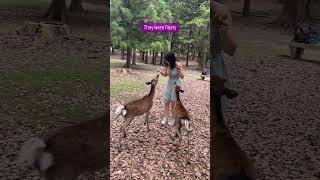 Have you ever fed a deer [upl. by Jehias]