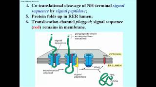 306 Details of the Signal Hypothesis [upl. by Majka]