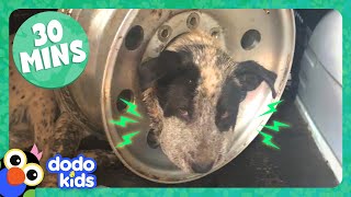 Dog Stuck In Tire And More Incredible Animal Rescues  30 Minutes Of Animal Videos  Dodo Kids [upl. by Oap750]