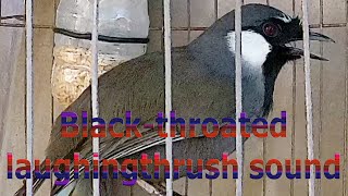 Blackthroated laughingthrush sound 12 [upl. by Idissak596]