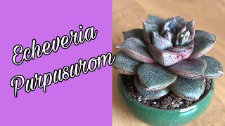 Echeveria Purpusorum Little Lizard [upl. by Tedd]