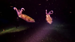 Belize San Pedro Scuba4 Night Dive [upl. by Llednew888]