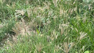 Chloris gayana Chloris abyssinica Rhodes Grass [upl. by Nageek368]