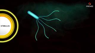 Flagellar Movement  Medical microbiology animations [upl. by Talbott991]