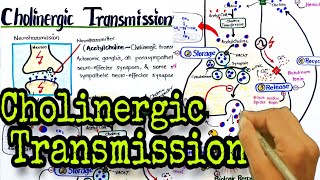 Cholinergic transmission  acetylcholine synthesis amp metabolism  cholinergic drugs  pharmacology [upl. by Yoccm]