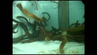 Sea lamprey panic response  underwater view [upl. by Libbie]