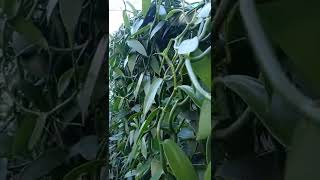 Vanilla plant  How to grow vanilla tree shorts [upl. by Coveney]