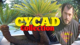 Huge cycad collection and astonishing facts [upl. by Skippy646]