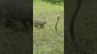 Cobra and Mongoose 1  Fight  Cobra Mongoose Fight [upl. by Atirahc]